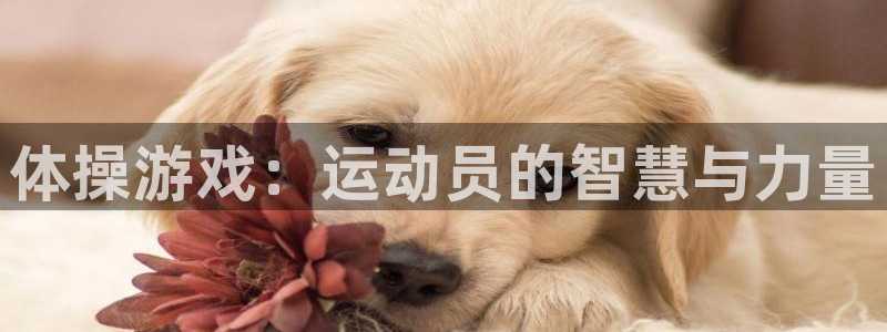 体操游戏：运动员的智慧与力量